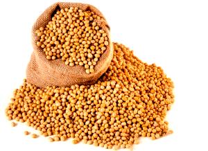 1 Cup (186.0 G) Soybean, raw