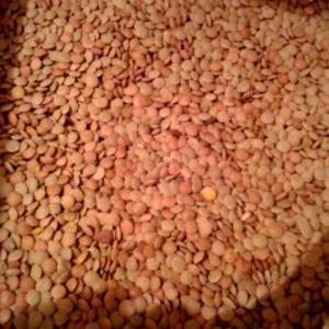 1 Cup (192.0 G) Pink Lentils, raw