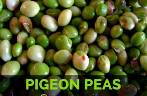 1 Cup (205.0 G) Pigeon Peas, raw