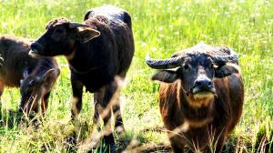 1 Cup (244.0 G) Indian Buffalo Milk