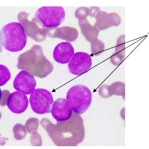 1 cup (27 g) PB Blasts