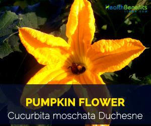 1 Cup (33.0 G) Pumpkin Flowers, raw