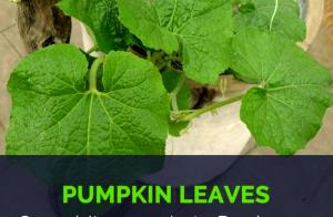 1 Cup (39.0 G) Pumpkin Leaves, raw