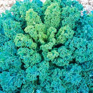 1 cup (65 g) Blue Curled Kale