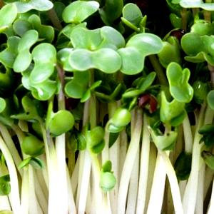 1 cup (85 g) Broccoli Sprouts