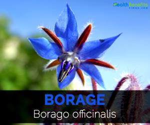 1 Cup (89.0 G) Borage