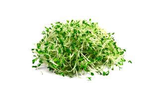1 Cup Alfalfa Sprouts