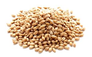 1 Cup Barley, Pearled, Raw