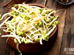 1 Cup Cooked Bean Sprouts (from Fresh, Fat Not Added in Cooking)