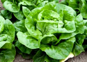 1 Cup Cooked Lettuce (Fat Not Added in Cooking)