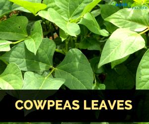 1 Cup Cowpea, Leafy Tips, Boiled W/Salt