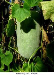 1 Cup Cubed Waxgourd (Chinese Preserving Melon)