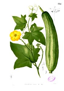 1 Cup Dishcloth Gourd, Boiled W/Salt (Towelgourd)