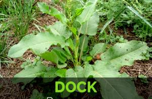 1 Cup Dock, Raw