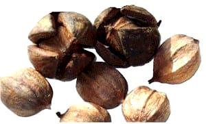 1 Cup Dried Hickorynuts