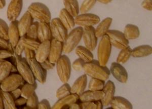 1 Cup, Dry, Yields Wheat and Barley Whole Wheat Cereal (Fat Not Added in Cooking)