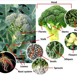 1 Cup Flowerets Broccoli Flower Clusters