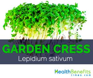 1 Cup Garden Cress, Boiled, No Salt