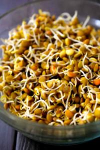 1 Cup Lentil, Sprouted, Raw