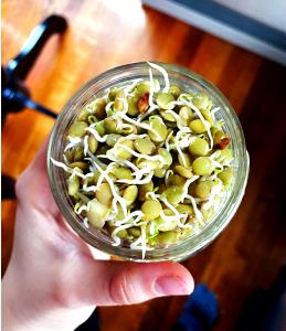 1 Cup Lentils (Sprouted)
