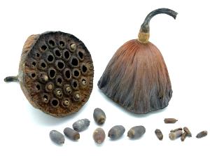 1 Cup Lotus Seed, Dried