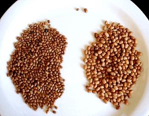 1 Cup Mothbeans (Mature Seeds)