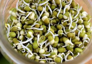 1 Cup Mung Bean, Sprouted, Raw