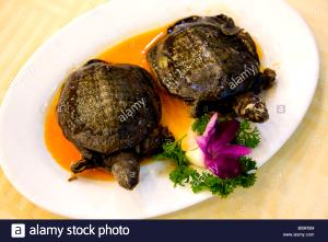 1 Cup Of Cooked Turtle (Terrapin)