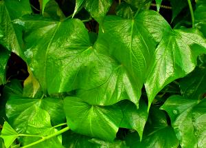 1 Cup, Pumpkin Leaves Sweetpotato Leaves, Squash Leaves, Pumpkin Leaves, Chrysanthemum Leaves, Bean Leaves or Swamp Cabbage (Fat Not Added in Cooking)