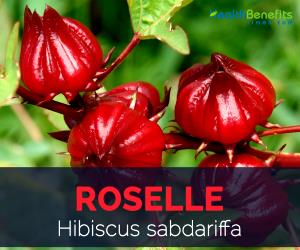 1 Cup Roselle, Raw