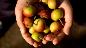 1 Cup Slices Crabapples