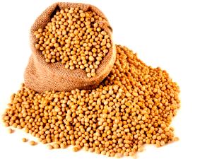 1 Cup Soybeans (Mature Seeds)