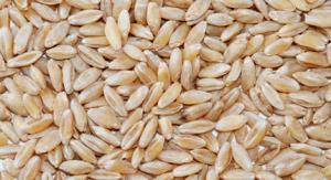 1 Cup Wheat, Soft White
