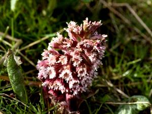 1 Cup Winged Beans (Immature Seeds, with Salt, Drained, Cooked, Boiled)