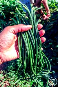 1 Cup Yardlong Beans (Mature Seeds)