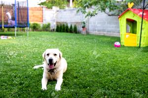 1 dog Back Yard Big Dog