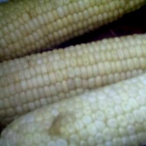 1 Ear Corn On The Cob, White, Frozen