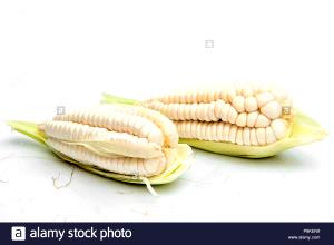 1 Ear, Large (7-3/4" To 9" Long) White Sweet Corn