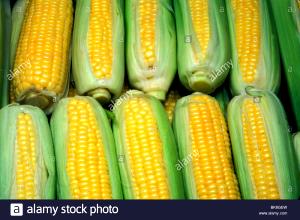 1 Ear, Large (7-3/4" To 9" Long) Yellow Sweet Corn