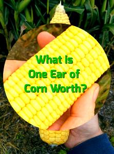 1 ear Sweet Corn on The Cob