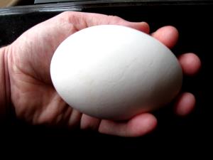 1 Egg (144.0 G) Goose Egg