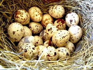 1 Egg (9.0 G) Quail Egg