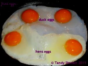 1 Egg Cooked Duck Egg