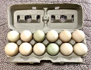 1 Egg Duck Egg