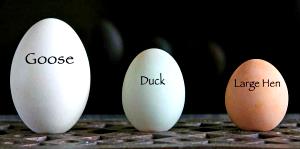 1 Egg Egg, Goose, Raw