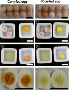 1 Egg Yolk, NS As To Size Cooked Egg Yolk