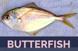 1 Fillet (32.0 G) Butterfish, raw