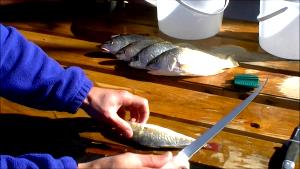 1 Fillet (5-1/4" X 2" X 3/8") Croaker