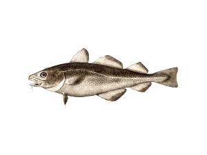 1 Fillet Atlantic Cod, Raw