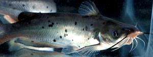 1 Fillet Channel Catfish (Farmed)